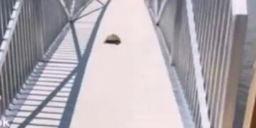 A Slow Running Turtle Started Such A Race, Everyone Is Surprised To See, It Is Becoming Increasingly Viral Video