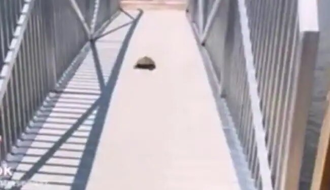 A Slow Running Turtle Started Such A Race, Everyone Is Surprised To See, It Is Becoming Increasingly Viral Video