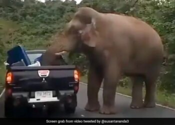 Elephant Stopped The Car Looted Food Items People Funny Video Goes Viral