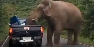 Elephant Stopped The Car Looted Food Items People Funny Video Goes Viral
