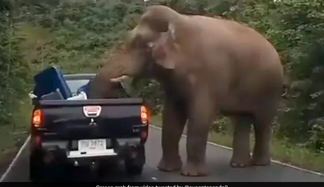 Elephant Stopped The Car Looted Food Items People Funny Video Goes Viral