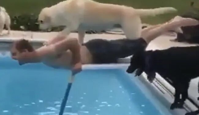 मालिक की हेल्प करने गए डॉगी ने की ऐसी हरकत, VIDEO देख हंसी से पागल हो रहे लोग