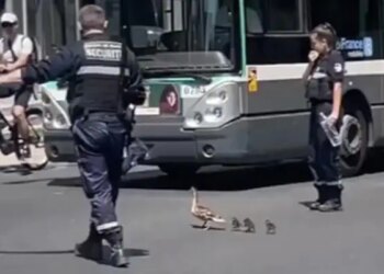 Example Of Humanity: Police Stopped All Vehicles To Allow Duck And Its Young To Cross The Road