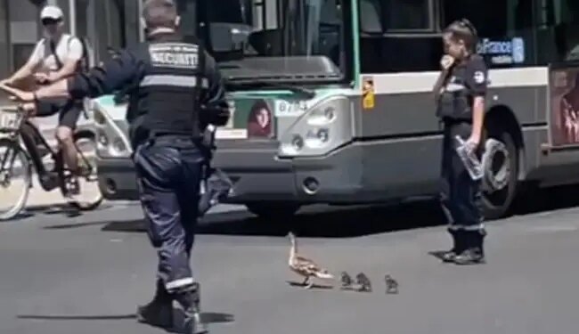 Example Of Humanity: Police Stopped All Vehicles To Allow Duck And Its Young To Cross The Road