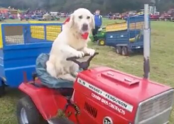 Watch: Video Of Dog Driving Tractor Is Going Viral On Social Media