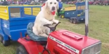 Watch: Video Of Dog Driving Tractor Is Going Viral On Social Media