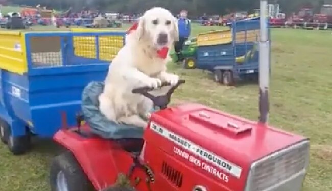 Watch: Video Of Dog Driving Tractor Is Going Viral On Social Media