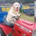 Watch: Video Of Dog Driving Tractor Is Going Viral On Social Media