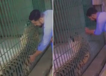 Man Was Teasing In Caged Tiger Then Sudden His Breath Got Stuck See Viral Video