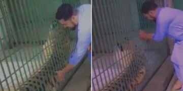 Man Was Teasing In Caged Tiger Then Sudden His Breath Got Stuck See Viral Video