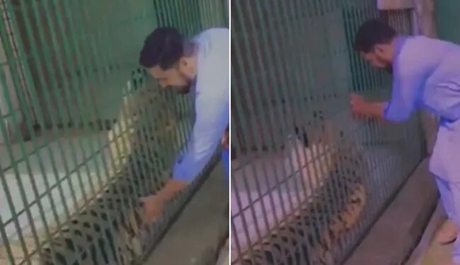 Man Was Teasing In Caged Tiger Then Sudden His Breath Got Stuck See Viral Video
