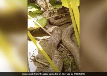 Viral Video: Giant Cobra Swallows Huge Viper In Gujarat | Indian Cobra Swallowed By Russell Viper