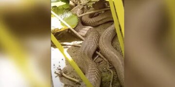 Viral Video: Giant Cobra Swallows Huge Viper In Gujarat | Indian Cobra Swallowed By Russell Viper