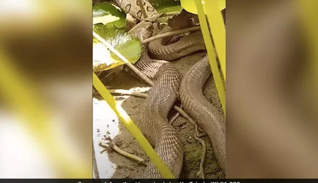 Viral Video: Giant Cobra Swallows Huge Viper In Gujarat | Indian Cobra Swallowed By Russell Viper