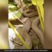 Viral Video: Giant Cobra Swallows Huge Viper In Gujarat | Indian Cobra Swallowed By Russell Viper
