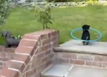 ज़िंदगी में परेशानी आए तो कैसे बाहर निकलें? ये जानने के लिए इस पपी का क्यूट वीडियो देखें