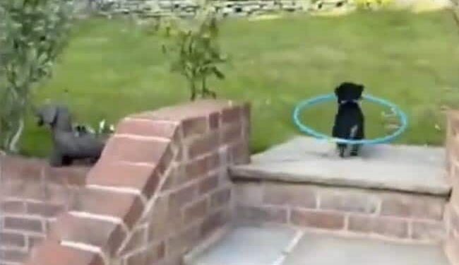 ज़िंदगी में परेशानी आए तो कैसे बाहर निकलें? ये जानने के लिए इस पपी का क्यूट वीडियो देखें