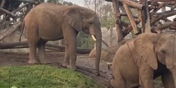 Have You Ever Seen Elephants Playing With Mud Like Children, If Not Then This Video Of Elephants Sliding Going Viral On The Internet Will Touch Your Heart – हाथियों ने की स्लाइडिंग, वीडियो देख लोग कह रहे हैं