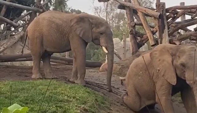 Have You Ever Seen Elephants Playing With Mud Like Children, If Not Then This Video Of Elephants Sliding Going Viral On The Internet Will Touch Your Heart – हाथियों ने की स्लाइडिंग, वीडियो देख लोग कह रहे हैं
