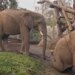Have You Ever Seen Elephants Playing With Mud Like Children, If Not Then This Video Of Elephants Sliding Going Viral On The Internet Will Touch Your Heart – हाथियों ने की स्लाइडिंग, वीडियो देख लोग कह रहे हैं