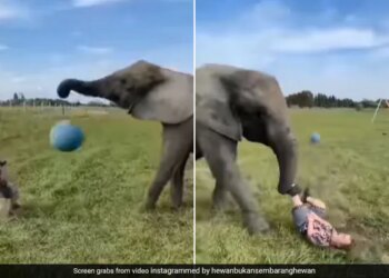 Man Playing Football With Elephant Suddenly Ball Hit The Mouth He Fell Down Elephant Caught With Its Trunk Then What Happened Next See Viral Video