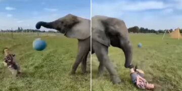 Man Playing Football With Elephant Suddenly Ball Hit The Mouth He Fell Down Elephant Caught With Its Trunk Then What Happened Next See Viral Video