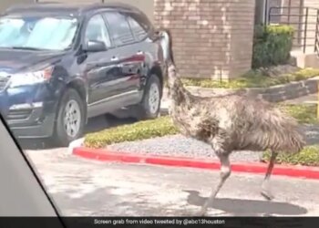 VIRAL VIDEO: Emu Ran On The Road In The American City Of Houston, After A Lot Of Chase The Police Finally Caught It.