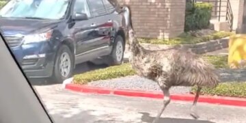 VIRAL VIDEO: Emu Ran On The Road In The American City Of Houston, After A Lot Of Chase The Police Finally Caught It.