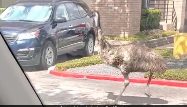 VIRAL VIDEO: Emu Ran On The Road In The American City Of Houston, After A Lot Of Chase The Police Finally Caught It.