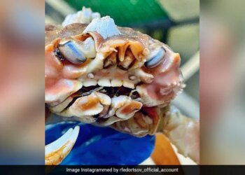 मनुष्य जैसे दांत वाले इस केकड़े को देख खौफ में आ गए लोग, सोशल मीडिया पर वायरल हुई तस्वीर