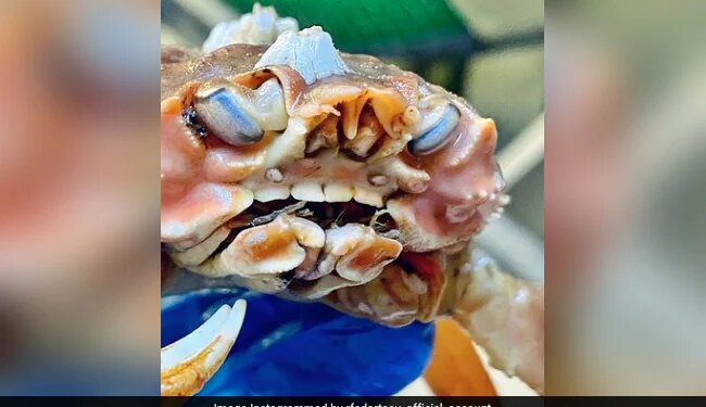 मनुष्य जैसे दांत वाले इस केकड़े को देख खौफ में आ गए लोग, सोशल मीडिया पर वायरल हुई तस्वीर