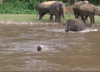 Elephant Played On Life To Save Drowning Man, You Will Also Salute After Watching The Video