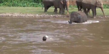 Elephant Played On Life To Save Drowning Man, You Will Also Salute After Watching The Video