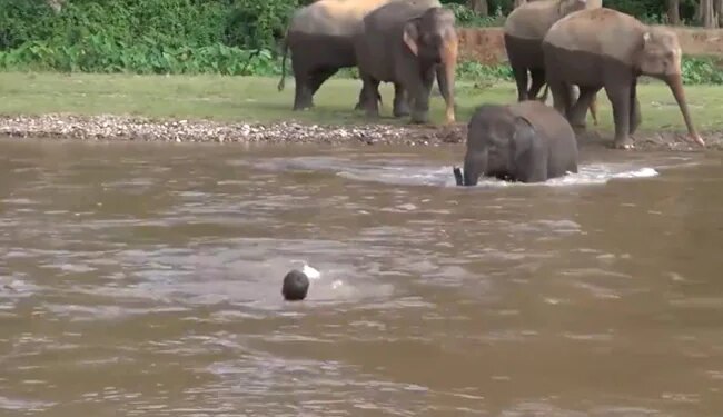 Elephant Played On Life To Save Drowning Man, You Will Also Salute After Watching The Video