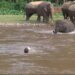 Elephant Played On Life To Save Drowning Man, You Will Also Salute After Watching The Video