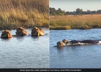 Hippo Attacks On Three Lions Attempting To Cross River In Africa Then What Happened Next Watch Shocking Viral Video