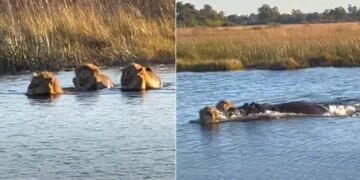 Hippo Attacks On Three Lions Attempting To Cross River In Africa Then What Happened Next Watch Shocking Viral Video