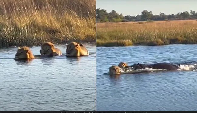 Hippo Attacks On Three Lions Attempting To Cross River In Africa Then What Happened Next Watch Shocking Viral Video