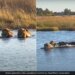 Hippo Attacks On Three Lions Attempting To Cross River In Africa Then What Happened Next Watch Shocking Viral Video