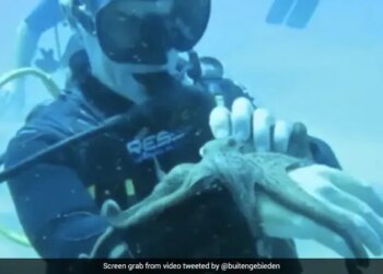 Watch: Viral Video Of A Man Playing With Baby Octopus Inside The Ocean