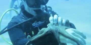 Watch: Viral Video Of A Man Playing With Baby Octopus Inside The Ocean