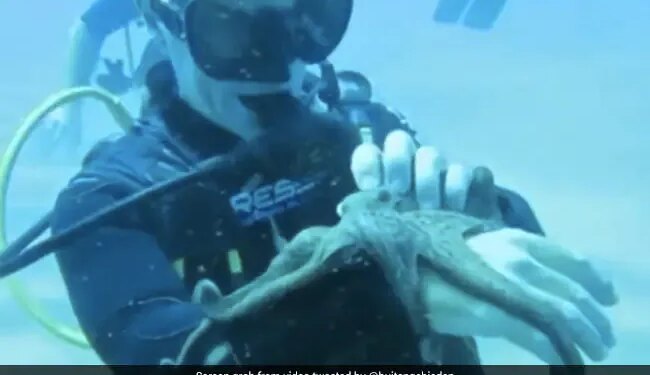 Watch: Viral Video Of A Man Playing With Baby Octopus Inside The Ocean