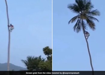 Man Worked Hard To Climb The Tree Motivational Video About Life Shared By IAS Viral News In Hindi – फल तोड़ने के लिए अपनी जान पर खेल गया शख्स, पेड़ पर चढ़ने के लिए की ऐसी मेहनत, IAS ने कहा