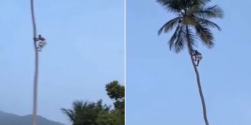 Man Worked Hard To Climb The Tree Motivational Video About Life Shared By IAS Viral News In Hindi – फल तोड़ने के लिए अपनी जान पर खेल गया शख्स, पेड़ पर चढ़ने के लिए की ऐसी मेहनत, IAS ने कहा
