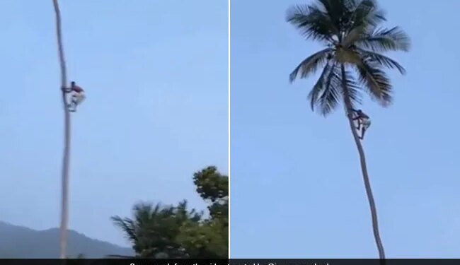 Man Worked Hard To Climb The Tree Motivational Video About Life Shared By IAS Viral News In Hindi – फल तोड़ने के लिए अपनी जान पर खेल गया शख्स, पेड़ पर चढ़ने के लिए की ऐसी मेहनत, IAS ने कहा
