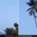 Man Worked Hard To Climb The Tree Motivational Video About Life Shared By IAS Viral News In Hindi – फल तोड़ने के लिए अपनी जान पर खेल गया शख्स, पेड़ पर चढ़ने के लिए की ऐसी मेहनत, IAS ने कहा