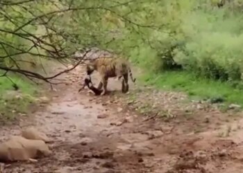 सोए हुए टाइगर के आगे भौंकना कुत्ते को पड़ा भारी, पलक झपकते निकल गई सांस