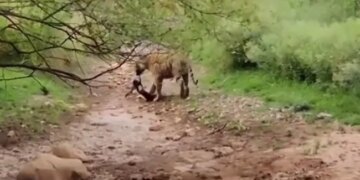 सोए हुए टाइगर के आगे भौंकना कुत्ते को पड़ा भारी, पलक झपकते निकल गई सांस