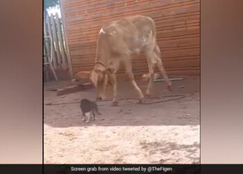 Cow Jumped In The Air And Fell Badly On The Ground When Cat Hit The Paw Cat Fight With Cow Watch Funny Viral Video