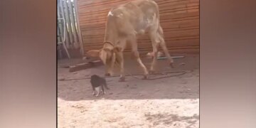 Cow Jumped In The Air And Fell Badly On The Ground When Cat Hit The Paw Cat Fight With Cow Watch Funny Viral Video